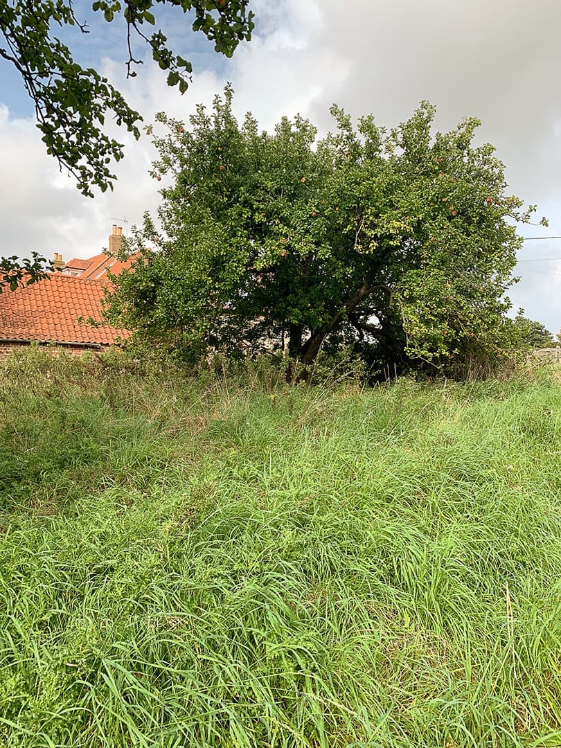 Overgrown orchard before restoration