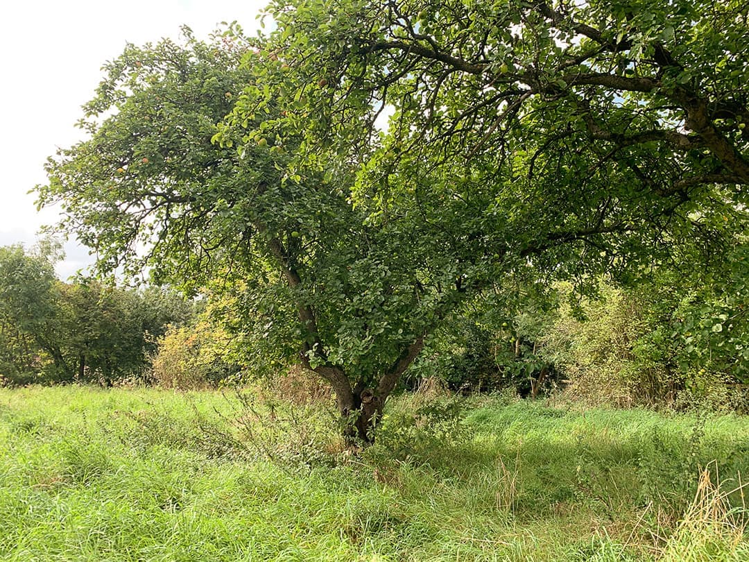 Neglected orchard space