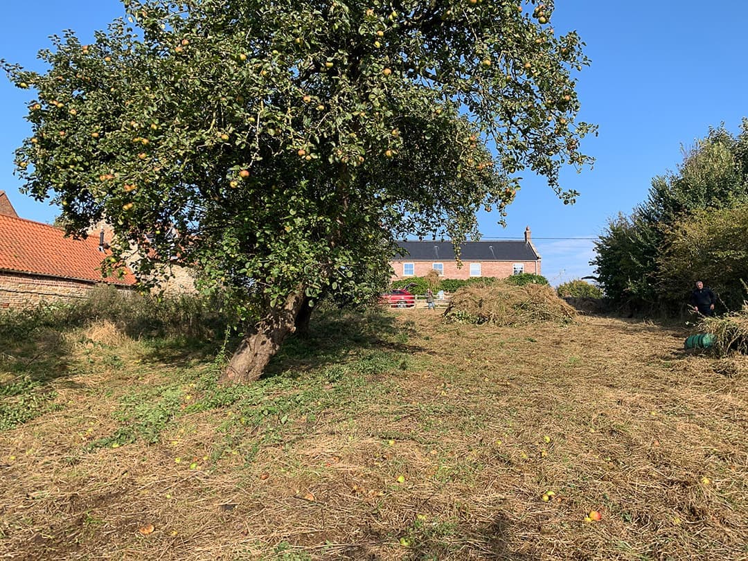 Volunteers clearing the orchard