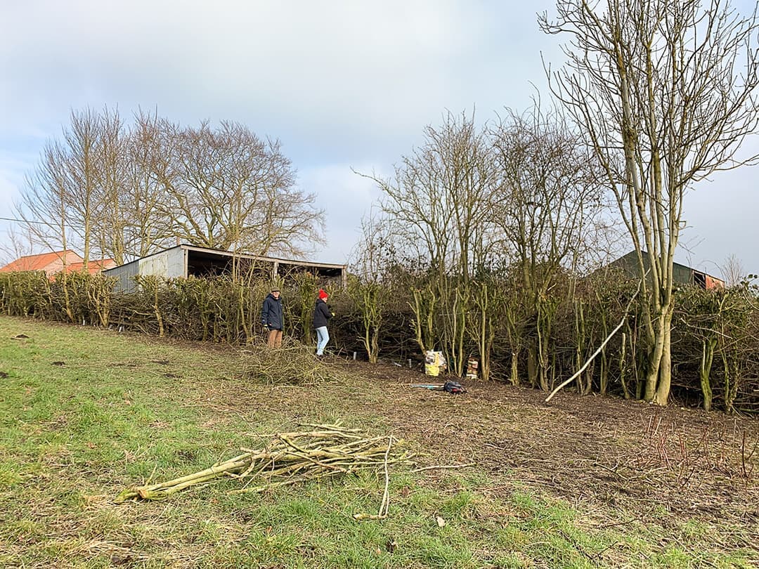 Newly planted fruit trees